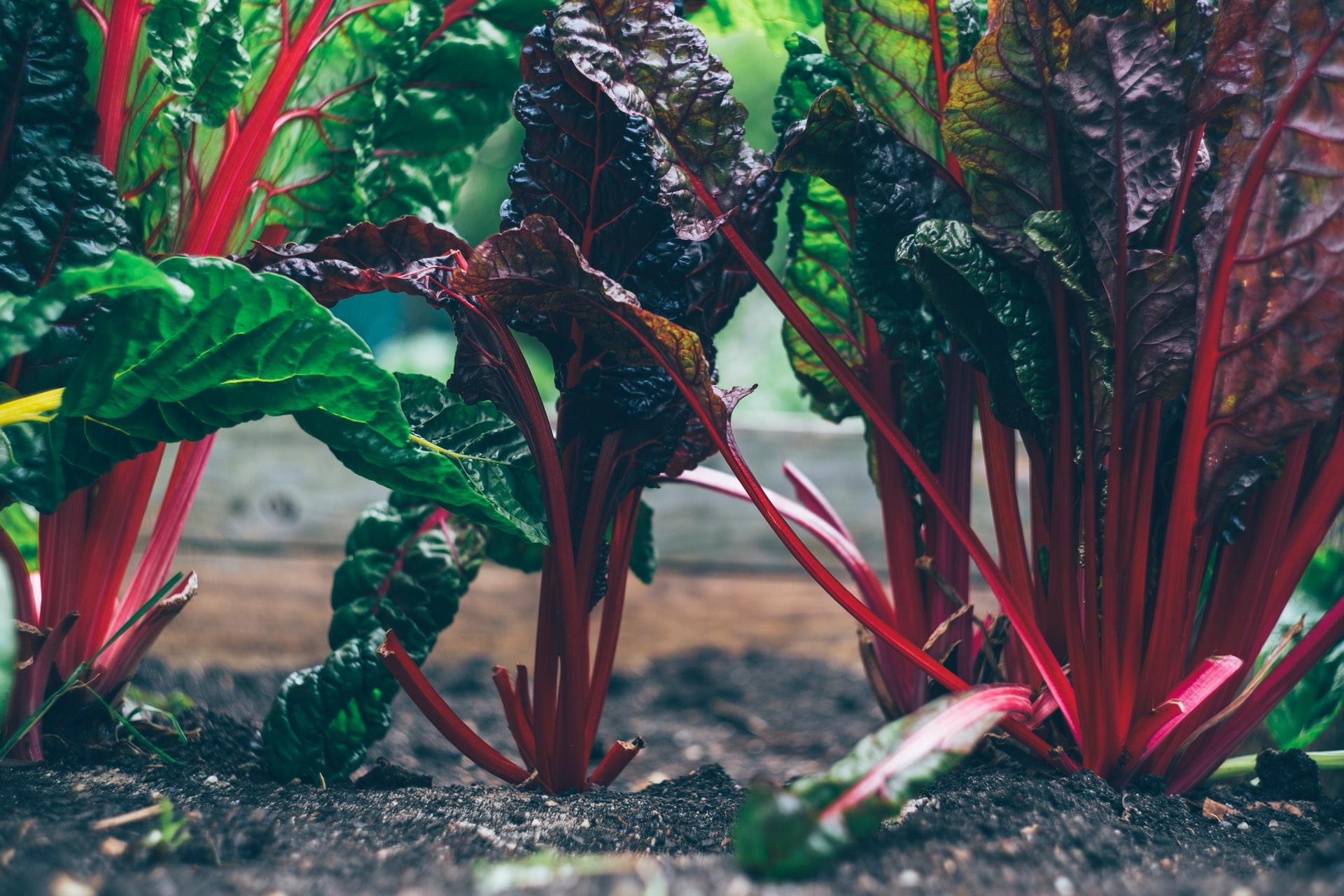 Veg